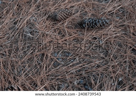 pine cone and needles background. pine cones and pine needles cover the ground in a pine park. natural background