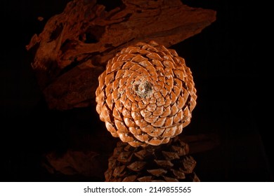 Pine Cone With Nice Background. Fibonacci