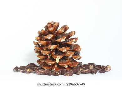 Pine Cone And Pine Nuts In Shell. Pine Nuts Are The Edible Seeds Of Pines (family Pinaceae, Genus Pinus)	

