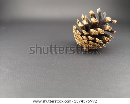 pine cone on a dark background