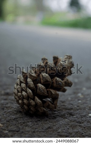 Pine cone on the graystone path