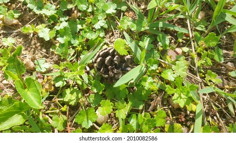 a pine cone on the ground