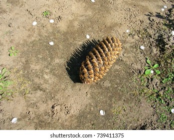Pine cone on the ground