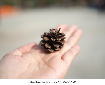 pine cone on hand