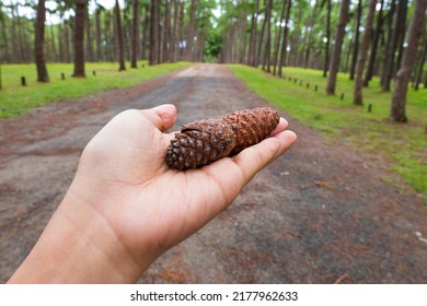 Pine cone on hand in pine tree garden,cedar cone.