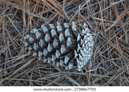 Pine cone on pine straw background, muted colors.