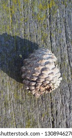 Pine cone on table
