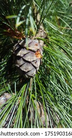 
Pine cone on the tree