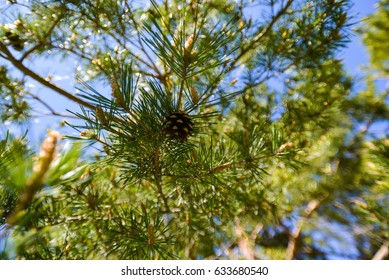 Pine Cone on Tree