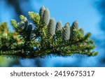                           pine cone on a tree with blue sky     