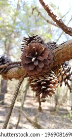 pine cone on a tree in spring