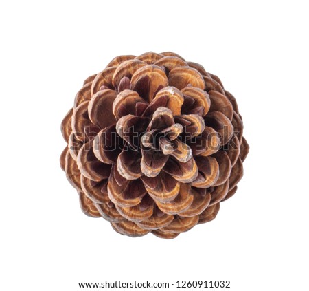 Pine cone on white background. top view