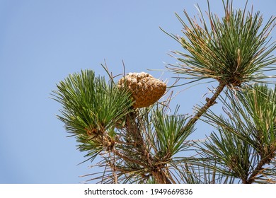 Pine cone of a Pinus radiata, the Monterey pine, insignis or radiata pine, is a species native to the Central Coast of California and Mexico (Guadalupe Island and Cedros island).