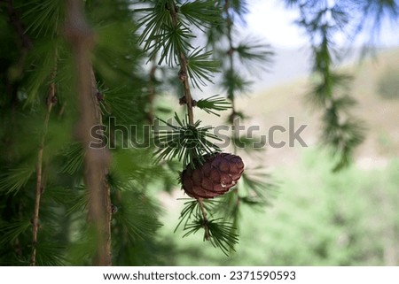 Pine cone in resinous pine tree with drops of isolated resin in the tree horizontal