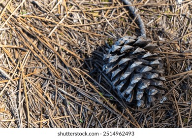 A pine cone rests on a forest floor covered with dry, golden pine needles, evoking a natural, serene woodland scene. The sunlight softly illuminates the textures of nature. - Powered by Shutterstock