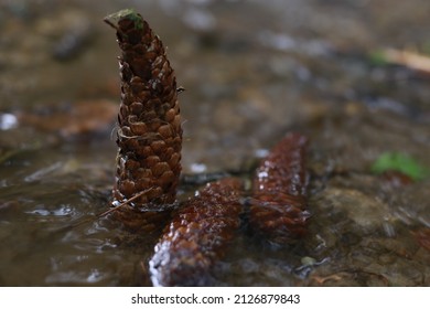 a Pine cone in the river