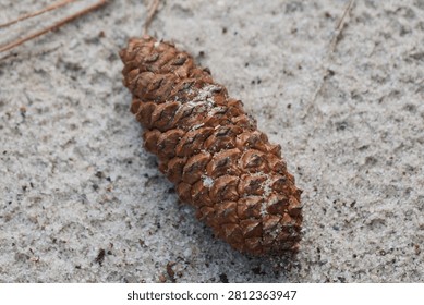 pine cone in the sand