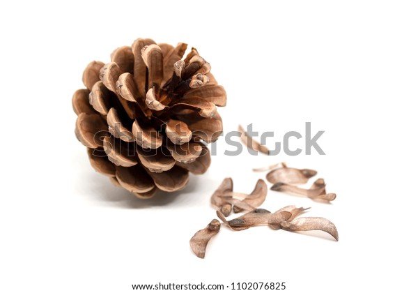 pine-cone-seeds-around-isolated-600w-110