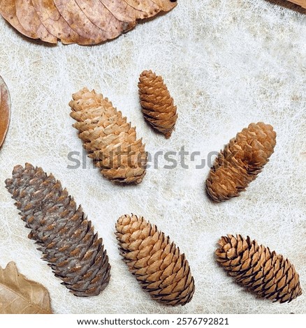 Pine Cone seeds are oval in shape