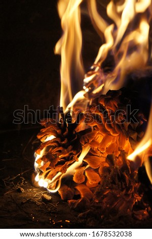 Pine cone set ablaze - fire kindling.