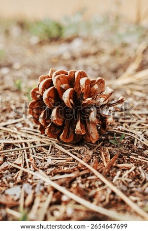 Pine cone is sitting on the ground. The pine cone is brown and has a rough texture. Vertical background. Wallpapers phone.