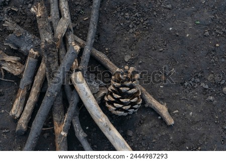 Pine cone and sticks lie on the ground
