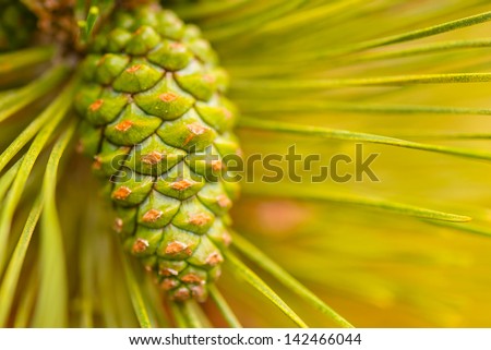 Pine Cone in a Pine Tree