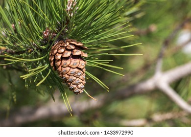 Pine Cone In Pine Tree In Nature