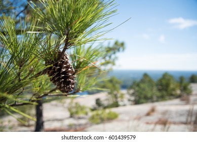 Pine Cone, Pine Tree On Stone Mountain In Georgia/Pine Cone Stone 