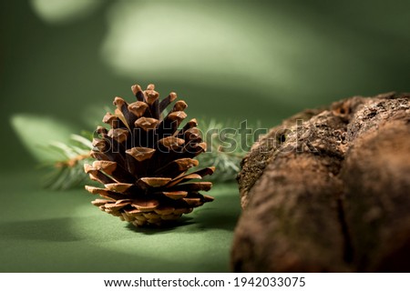 Pine Cone, wooden bark, and moss against green background. Minimalist nature still life.