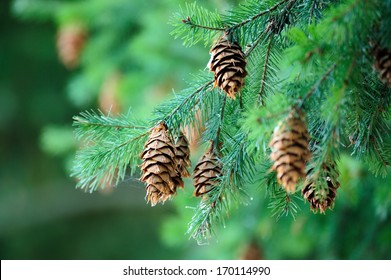 Pine Cones