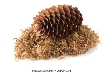 pine cones