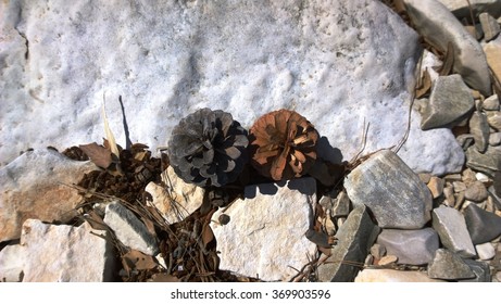 Pine cones