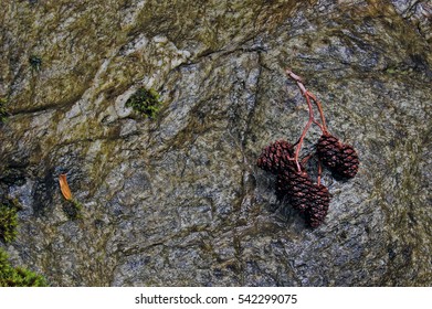 pine cones 