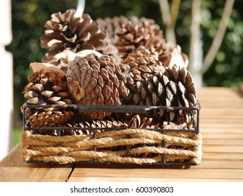pine cones
