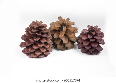 Pine cones