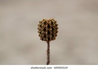 Pine cones