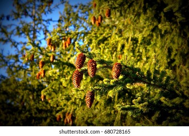 Pine cones