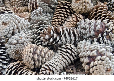 Pine Cones