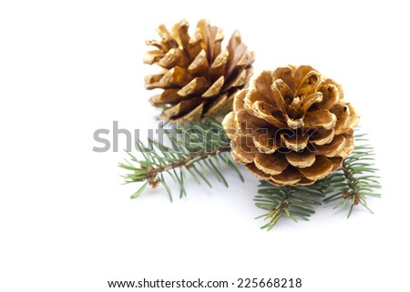 pine cones 