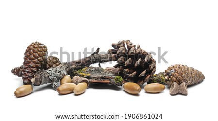 Pine cones with acorns and mossy tree bark pile, isolated on white background
