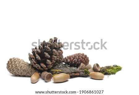 Pine cones with acorns and mossy tree bark pile, isolated on white background