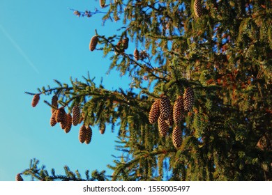 Pine Cones In Avon, Indiana 