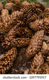 pine cones background