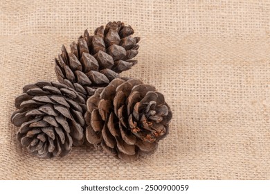 pine cones, beautiful dried pine cones on burlap background or surface with copy space. noel or new year concept. natural background for autumn season.  - Powered by Shutterstock