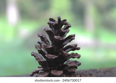 pine cones with blur background