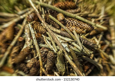 Pine Cones and Branches ready for a  campfire