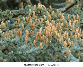 Pine cones from Cedrus atlantica, the Atlas cedar, is a cedar native to the Atlas Mountains of Morocco (Middle Atlas, High Atlas), Pinaceae family.