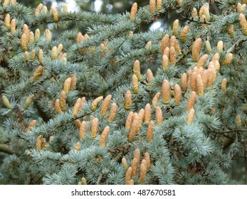 Pine cones from Cedrus atlantica, the Atlas cedar, is a cedar native to the Atlas Mountains of Morocco (Middle Atlas, High Atlas), Pinaceae family.