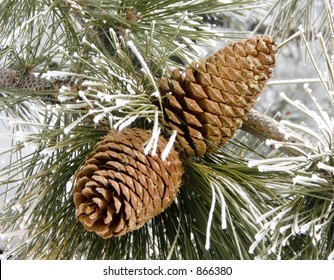 Pine Cones covered in Frost - Powered by Shutterstock